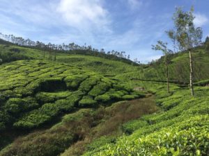 inde kerala tea